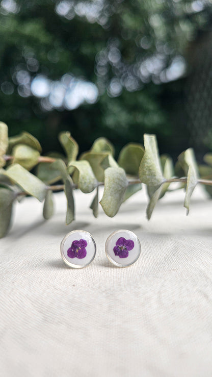 Sweet Alyssum Studs